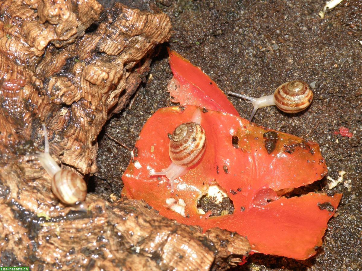 Bild 5: Junge Gefleckte Weinbergschnecken, Helix aspersa muller