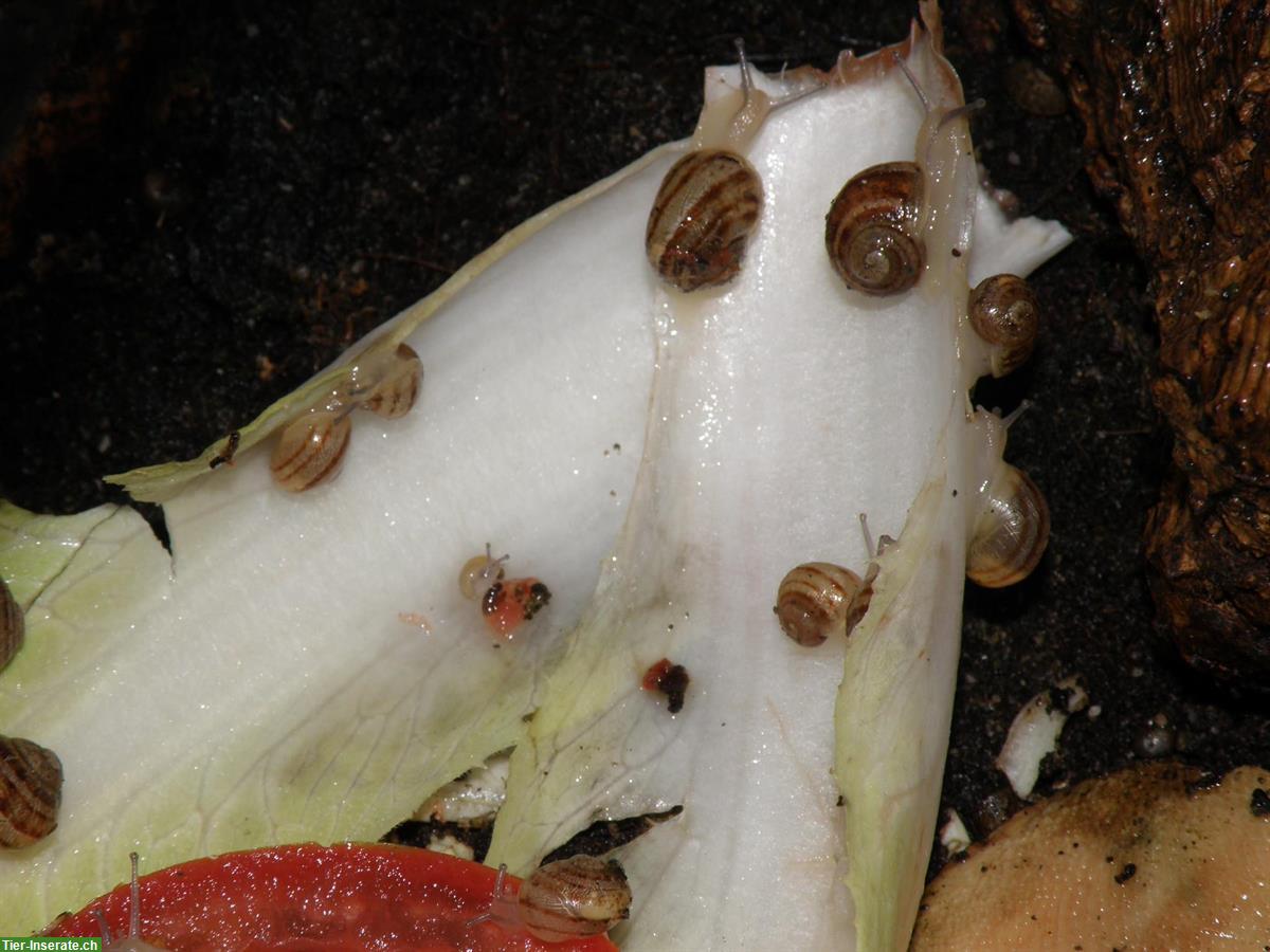 Bild 6: Junge Gefleckte Weinbergschnecken, Helix aspersa muller