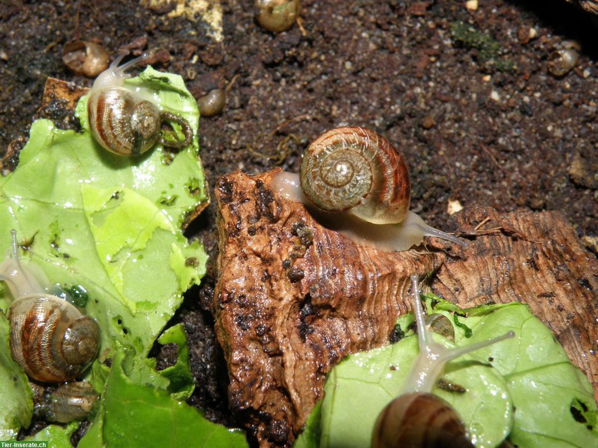 Bild 7: Junge Gefleckte Weinbergschnecken, Helix aspersa muller