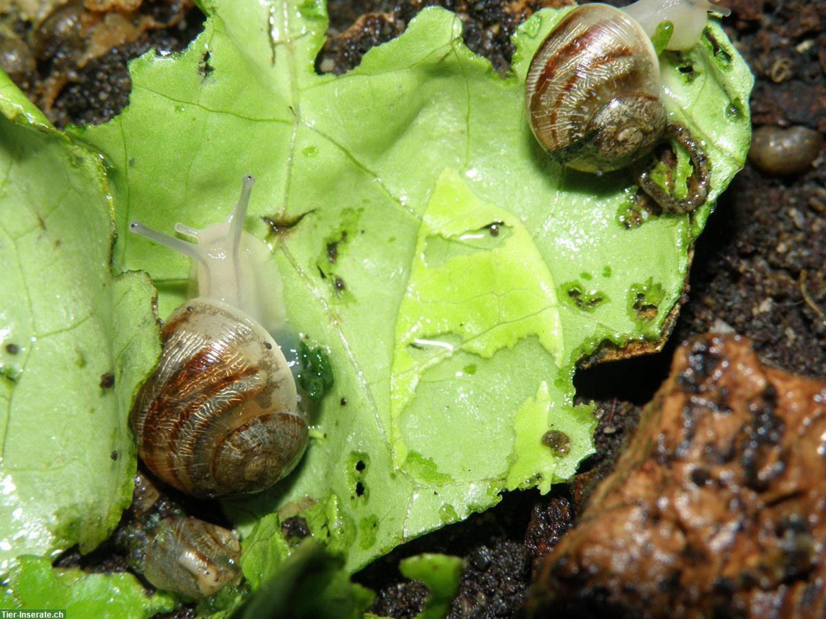 Bild 8: Junge Gefleckte Weinbergschnecken, Helix aspersa muller