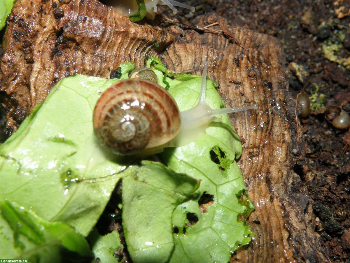 Bild 9: Junge Gefleckte Weinbergschnecken, Helix aspersa muller