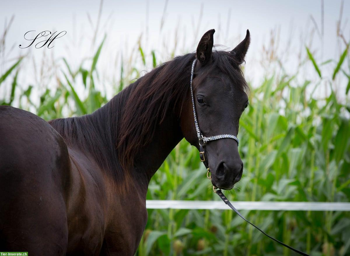 Black Beauty Silverblossom Zeus | Vollblutaraber Hengstfohlen