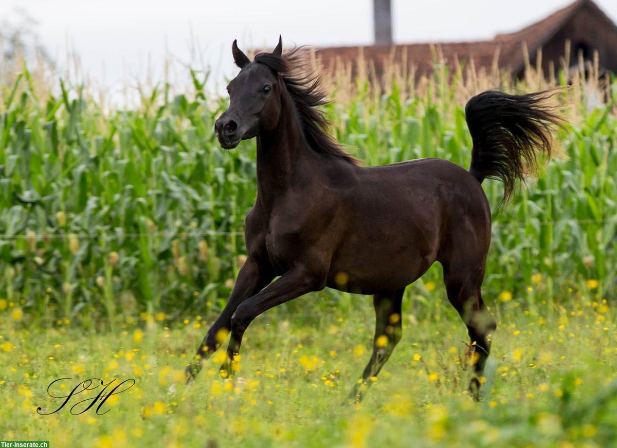 Bild 2: Black Beauty Silverblossom Zeus | Vollblutaraber Hengstfohlen