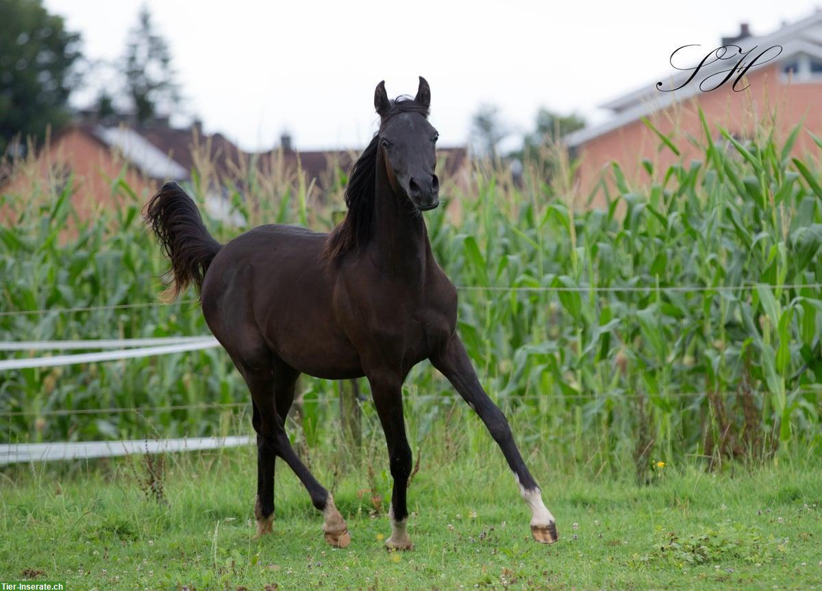 Bild 3: Black Beauty Silverblossom Zeus | Vollblutaraber Hengstfohlen