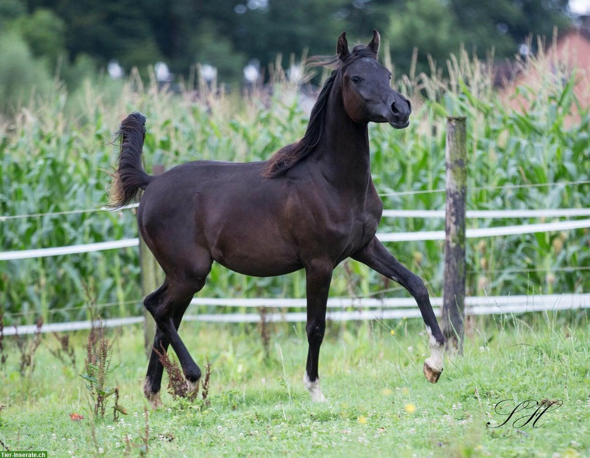 Bild 4: Black Beauty Silverblossom Zeus | Vollblutaraber Hengstfohlen