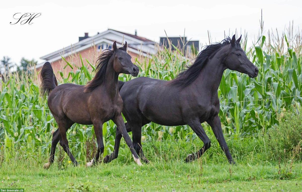 Bild 5: Black Beauty Silverblossom Zeus | Vollblutaraber Hengstfohlen