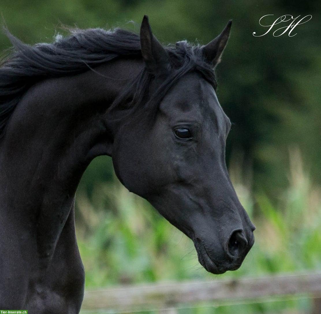 Bild 6: Black Beauty Silverblossom Zeus | Vollblutaraber Hengstfohlen