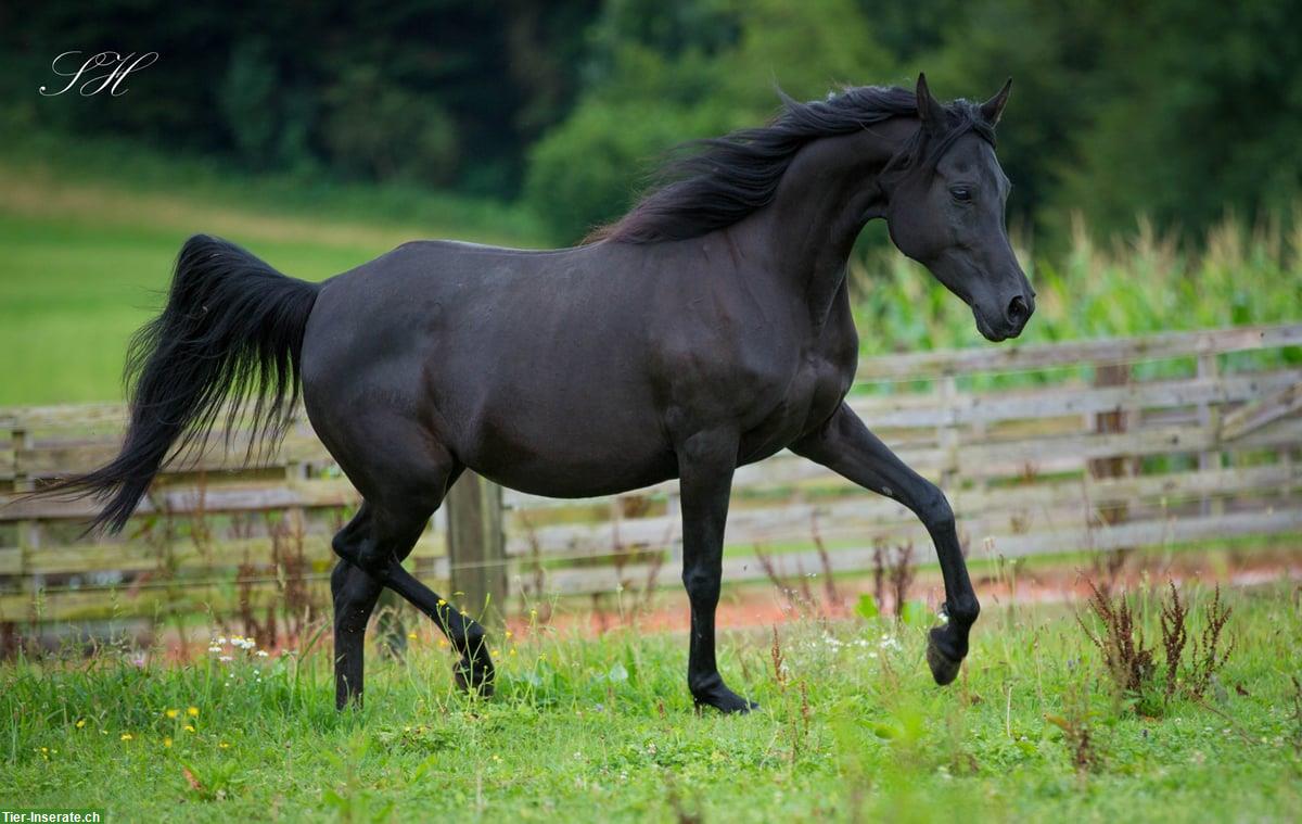 Bild 7: Black Beauty Silverblossom Zeus | Vollblutaraber Hengstfohlen