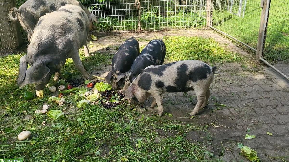 Reinrassige Turopolje Ferkel zu verkaufen