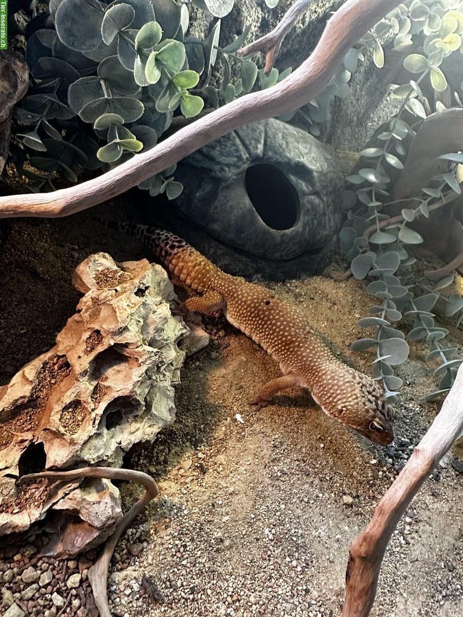 Bild 2: Leopardgecko, männlich, auch mit Terrarium