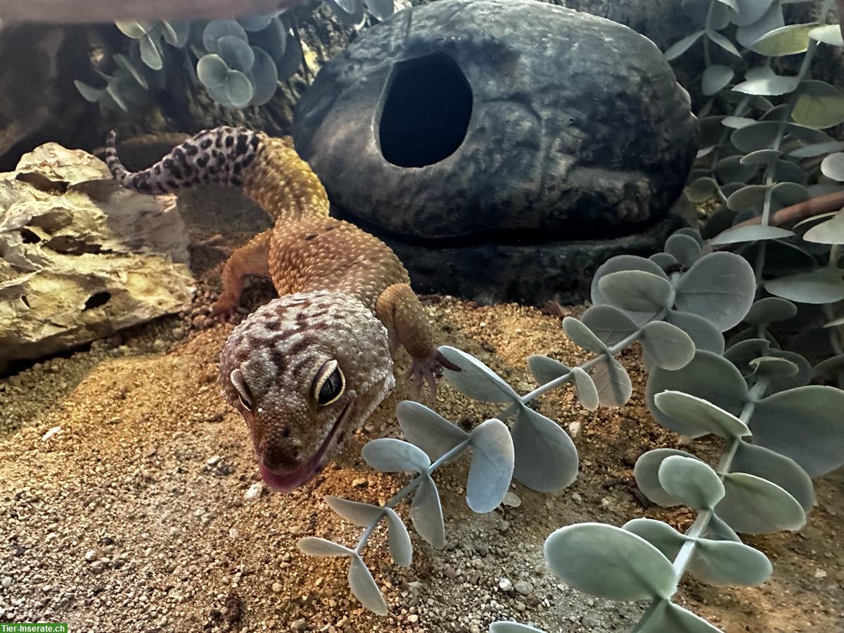 Bild 3: Leopardgecko, männlich, auch mit Terrarium