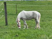 Bildhübscher Welsh Pony Wallach zu verkaufen