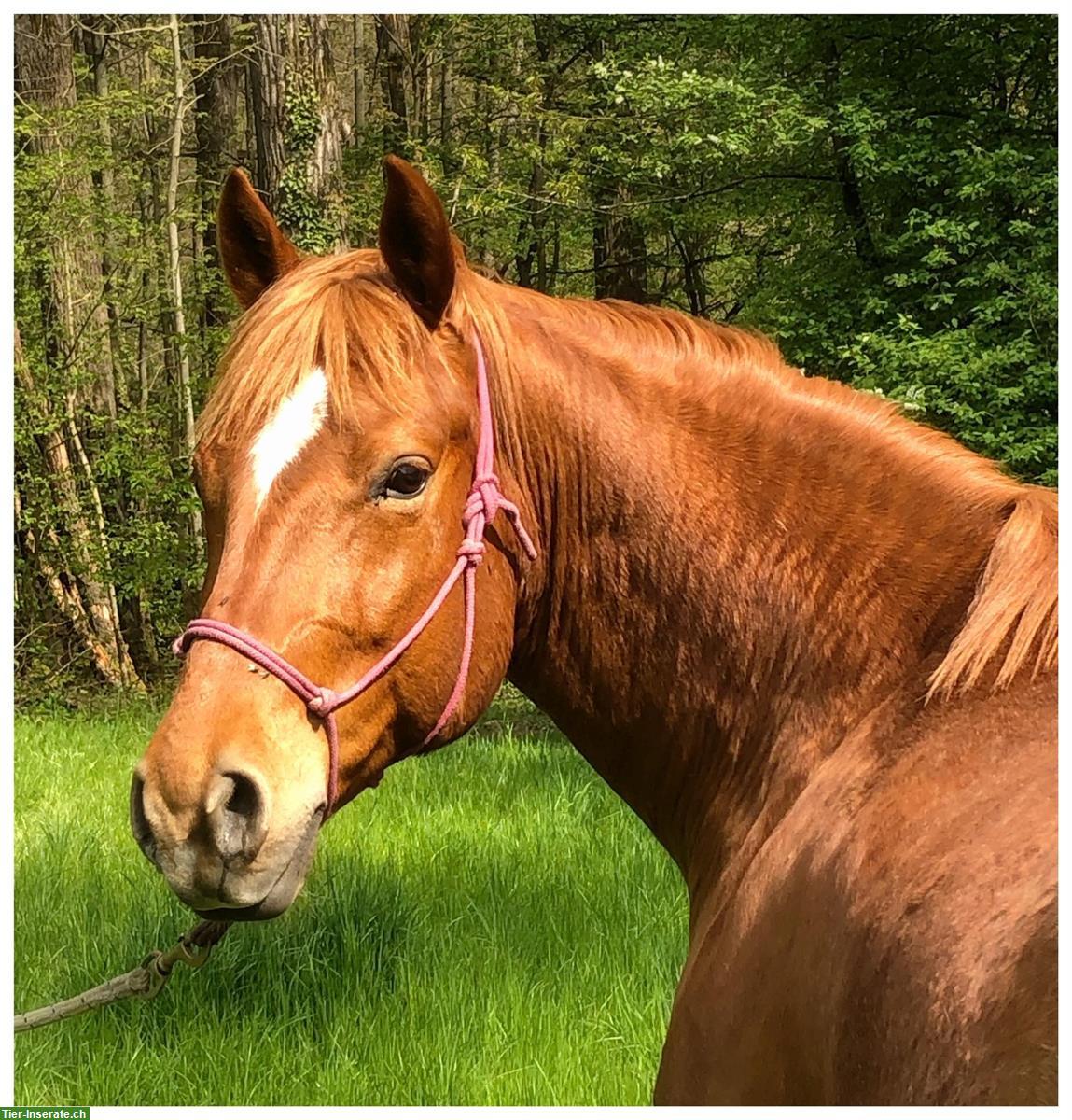 Reitbeteiligung für Quarter Horse Wallach, Reinach BL