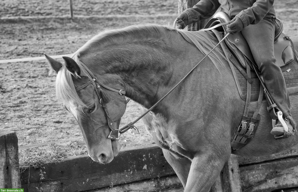 Bild 2: Reitbeteiligung für Quarter Horse Wallach, Reinach BL