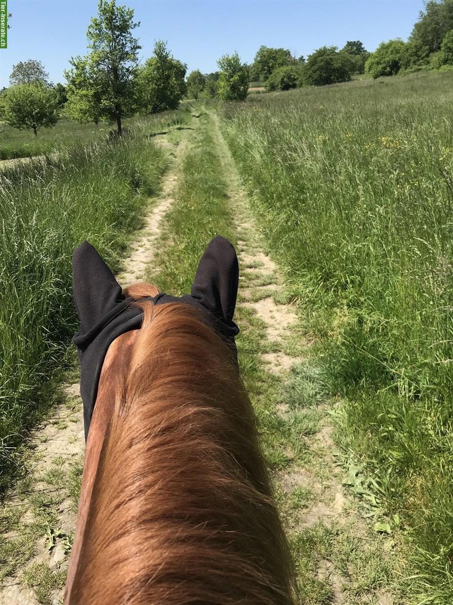 Bild 3: Reitbeteiligung für Quarter Horse Wallach, Reinach BL