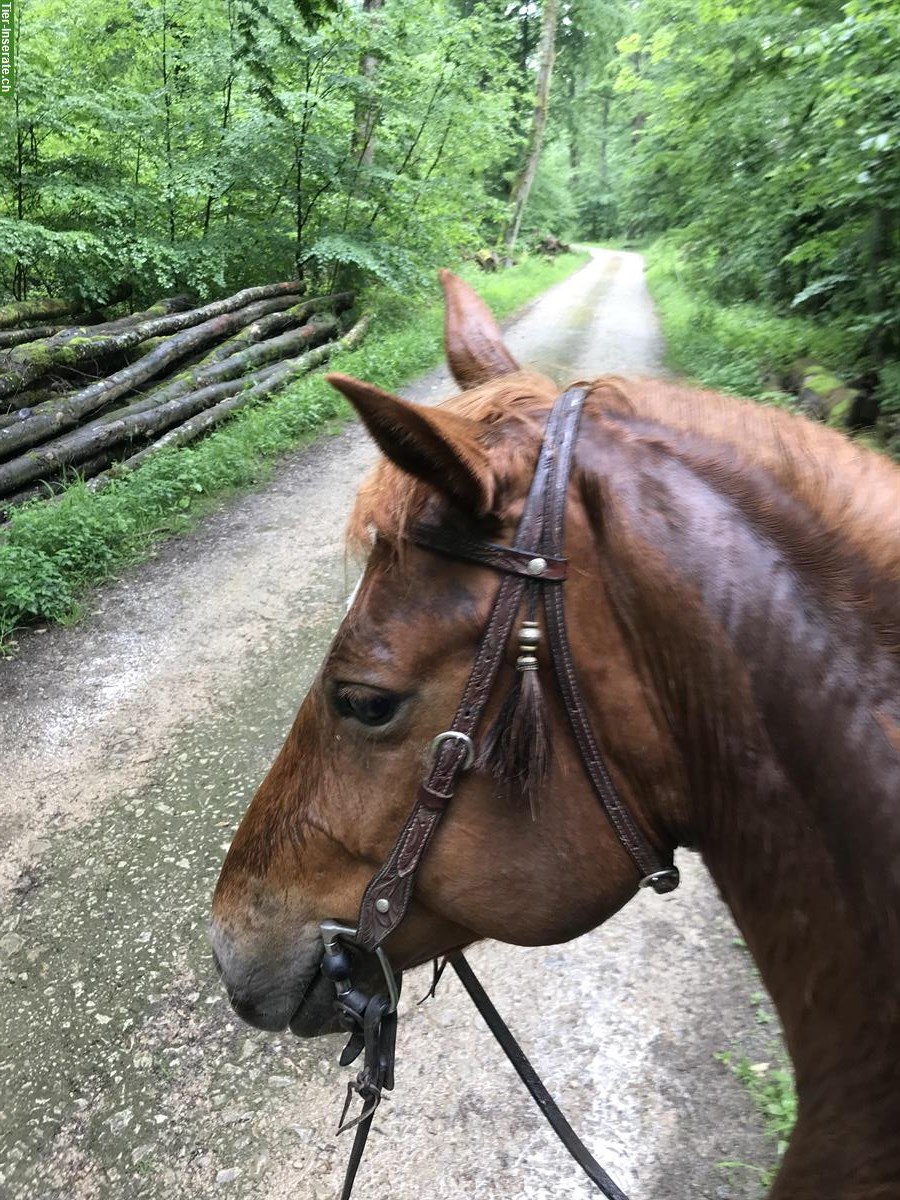 Bild 4: Reitbeteiligung für Quarter Horse Wallach, Reinach BL