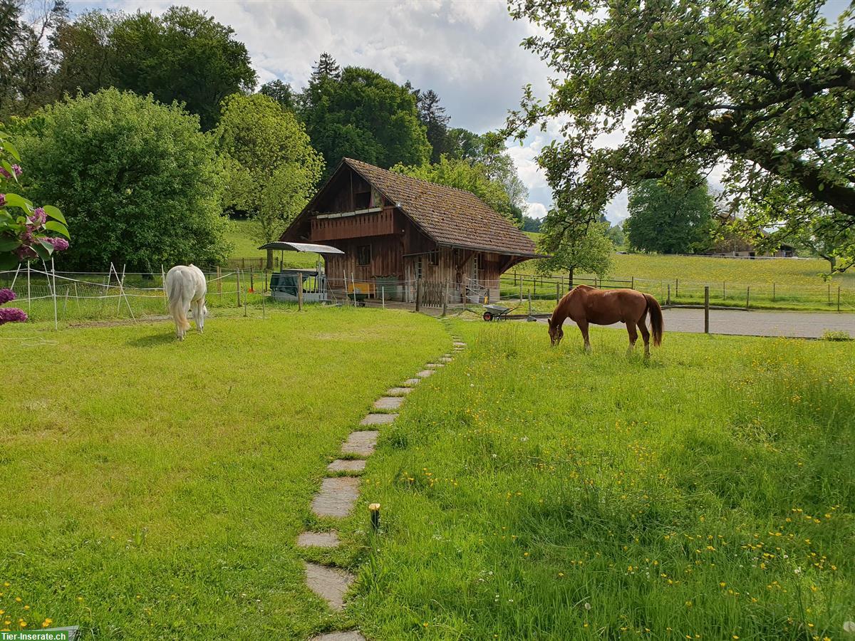 Offenstallplatz frei zwischen Frauenfeld - Winterthur