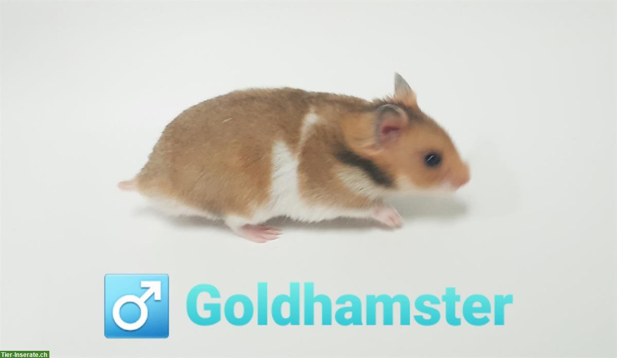 Bild 2: Süsse flauschige Gold- & Teddyhamster, handzahm