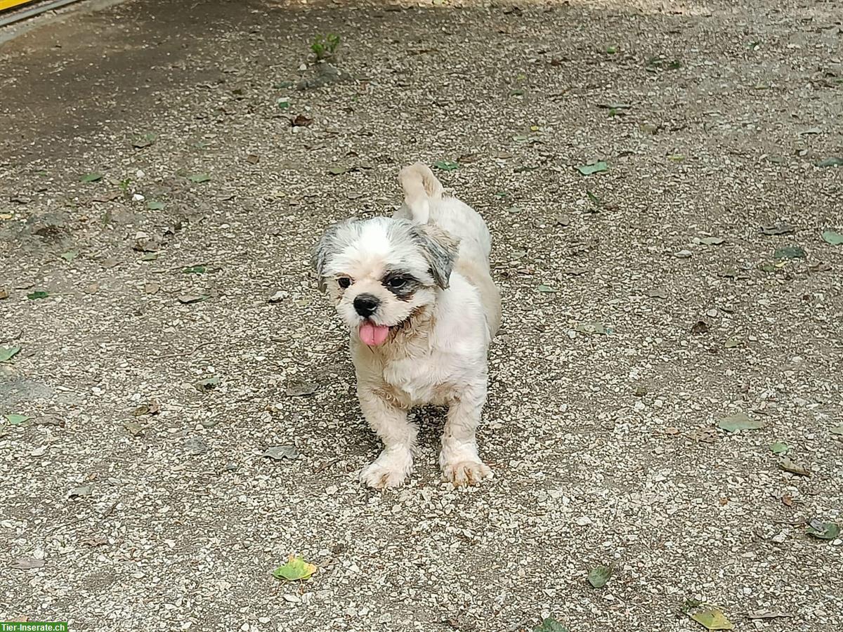 Shih Tzu Hündin, kastriert im Canile