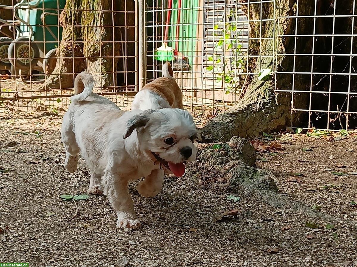 Bild 2: Shih Tzu Hündin, kastriert im Canile