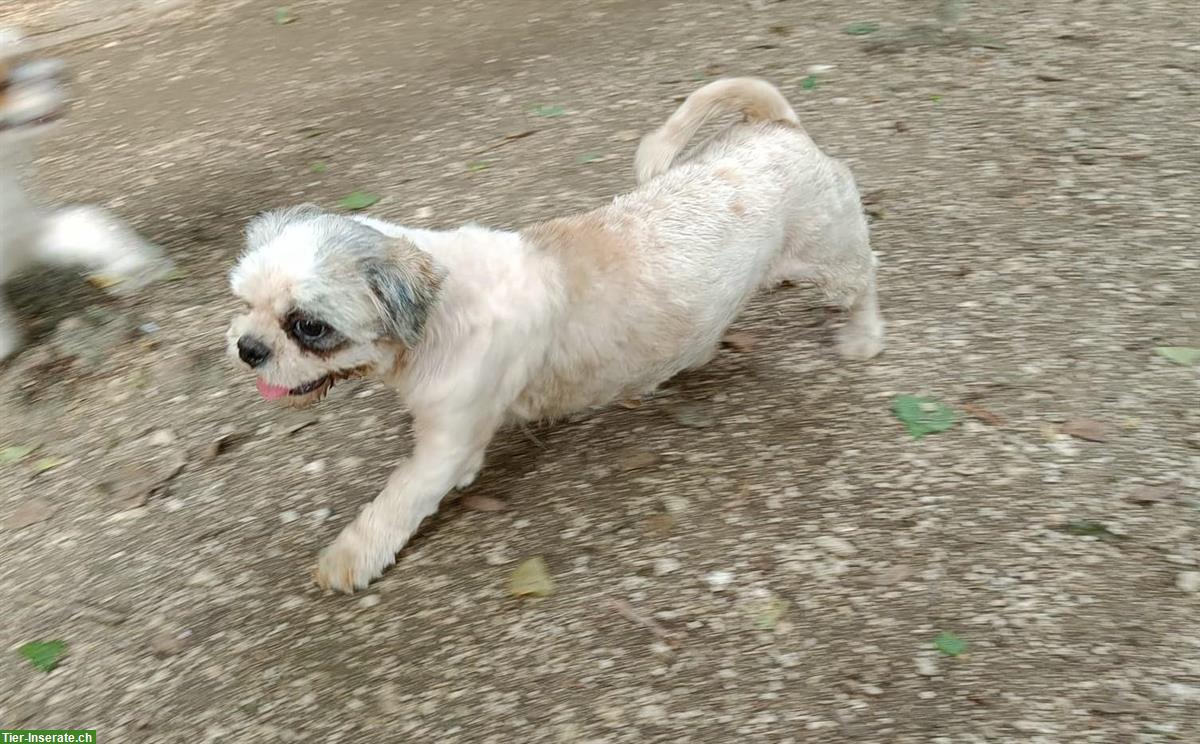 Bild 3: Shih Tzu Hündin, kastriert im Canile