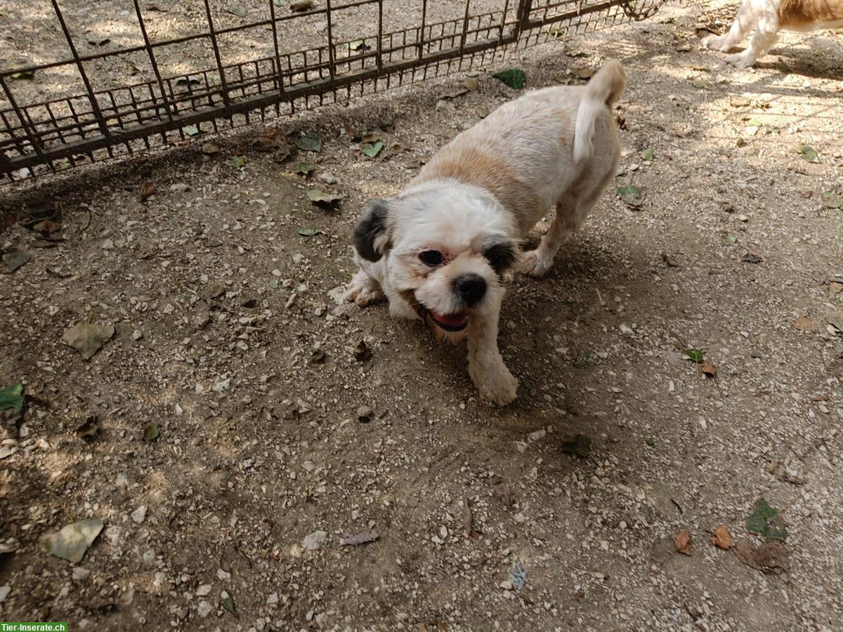 Bild 4: Shih Tzu Hündin, kastriert im Canile