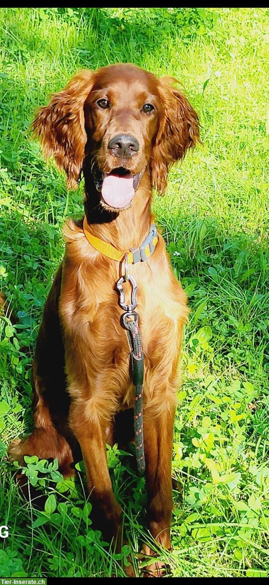 Aktive Irish Setter Hündin, 5 Monate jung