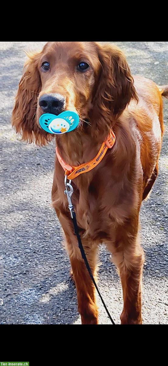 Bild 2: Aktive Irish Setter Hündin, 5 Monate jung