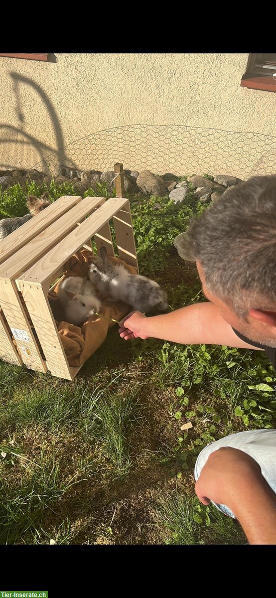 Bild 2: 2 Löwenkopf Zwerghasen Weibchen abzugeben