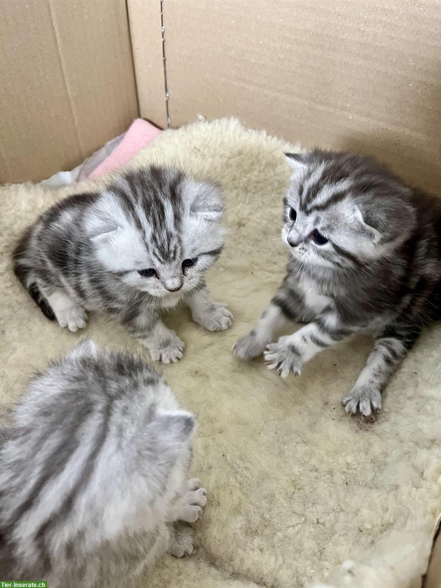 Reinrassige BKH Kitten, Tigerli zu verkaufen