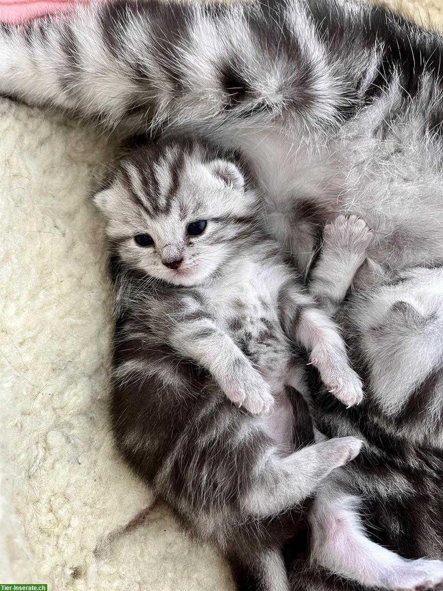 Bild 6: Reinrassige BKH Kitten, Tigerli zu verkaufen