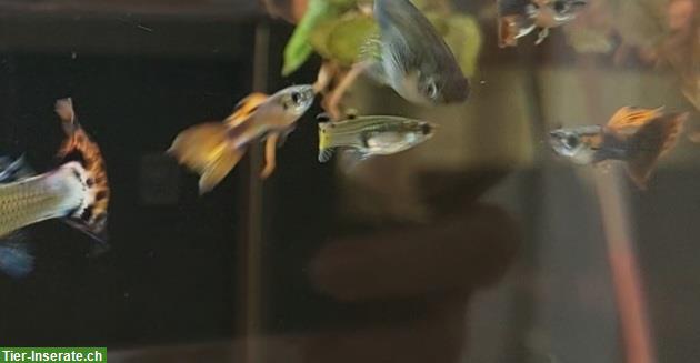 Bild 3: Schöne Guppys in diversen Farben