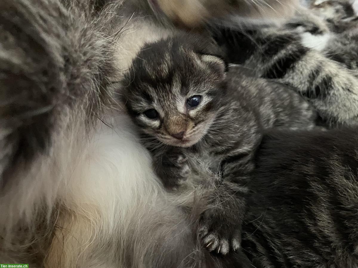 Bild 6: Norwegische Waldkatzen Kitten zu verkaufen