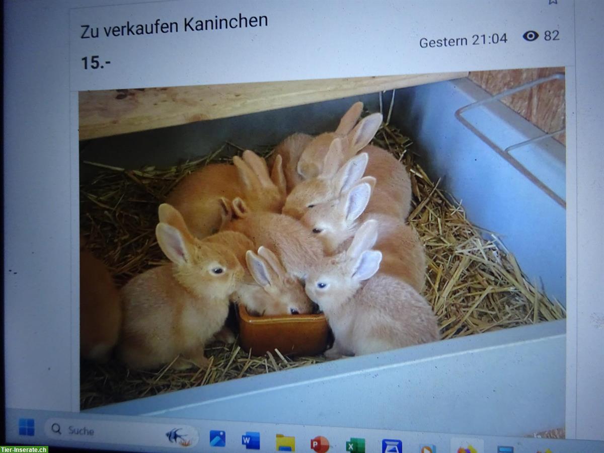 Burgunder Kaninchen reinrassig zu verkaufen