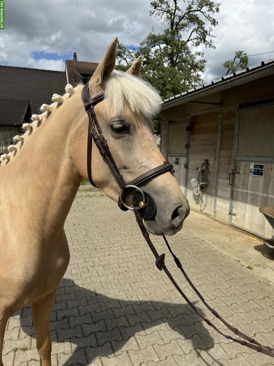 Hübsche liebe Deutsche Reitpony Stute