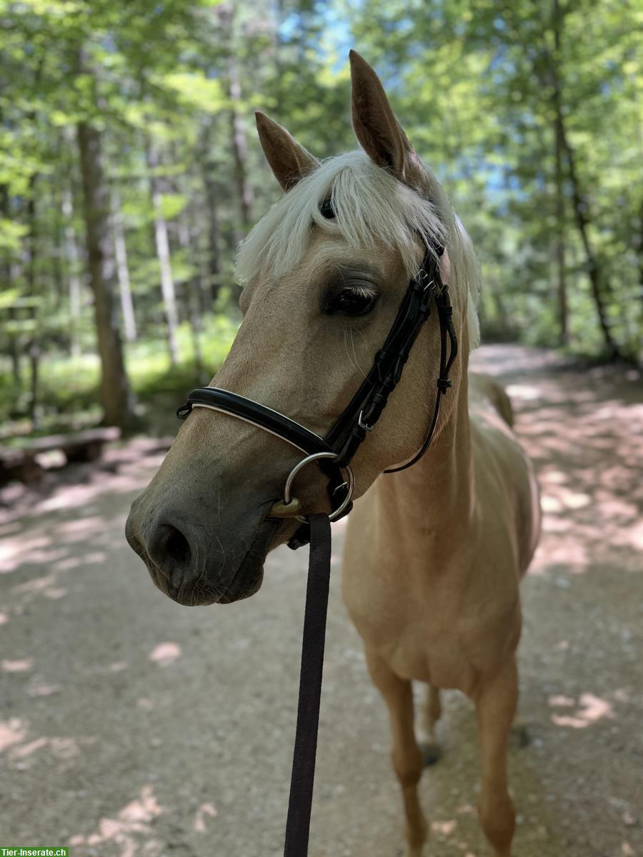 Bild 2: Hübsche liebe Deutsche Reitpony Stute