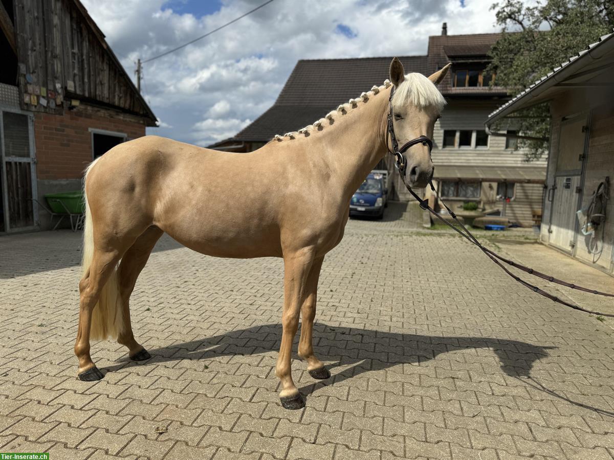 Bild 3: Hübsche liebe Deutsche Reitpony Stute