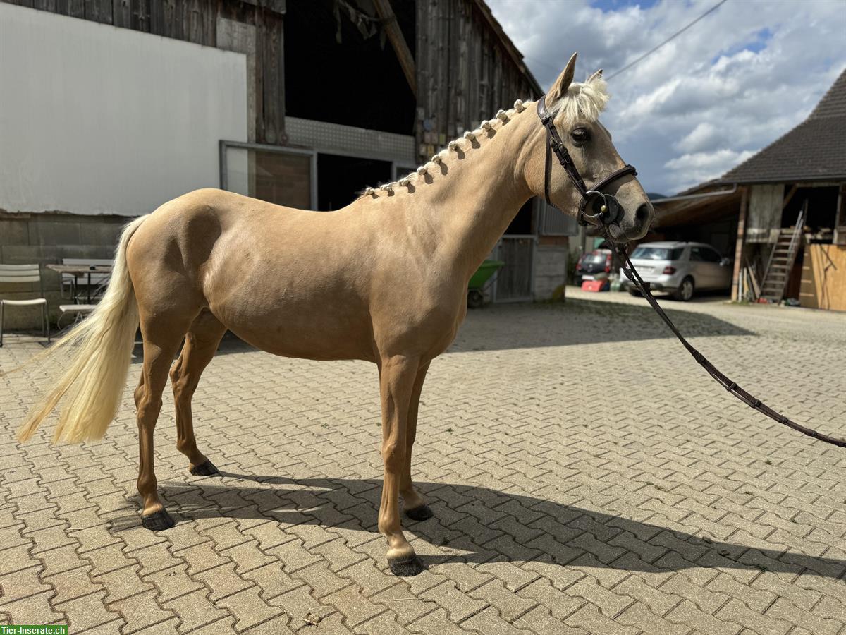 Bild 4: Hübsche liebe Deutsche Reitpony Stute