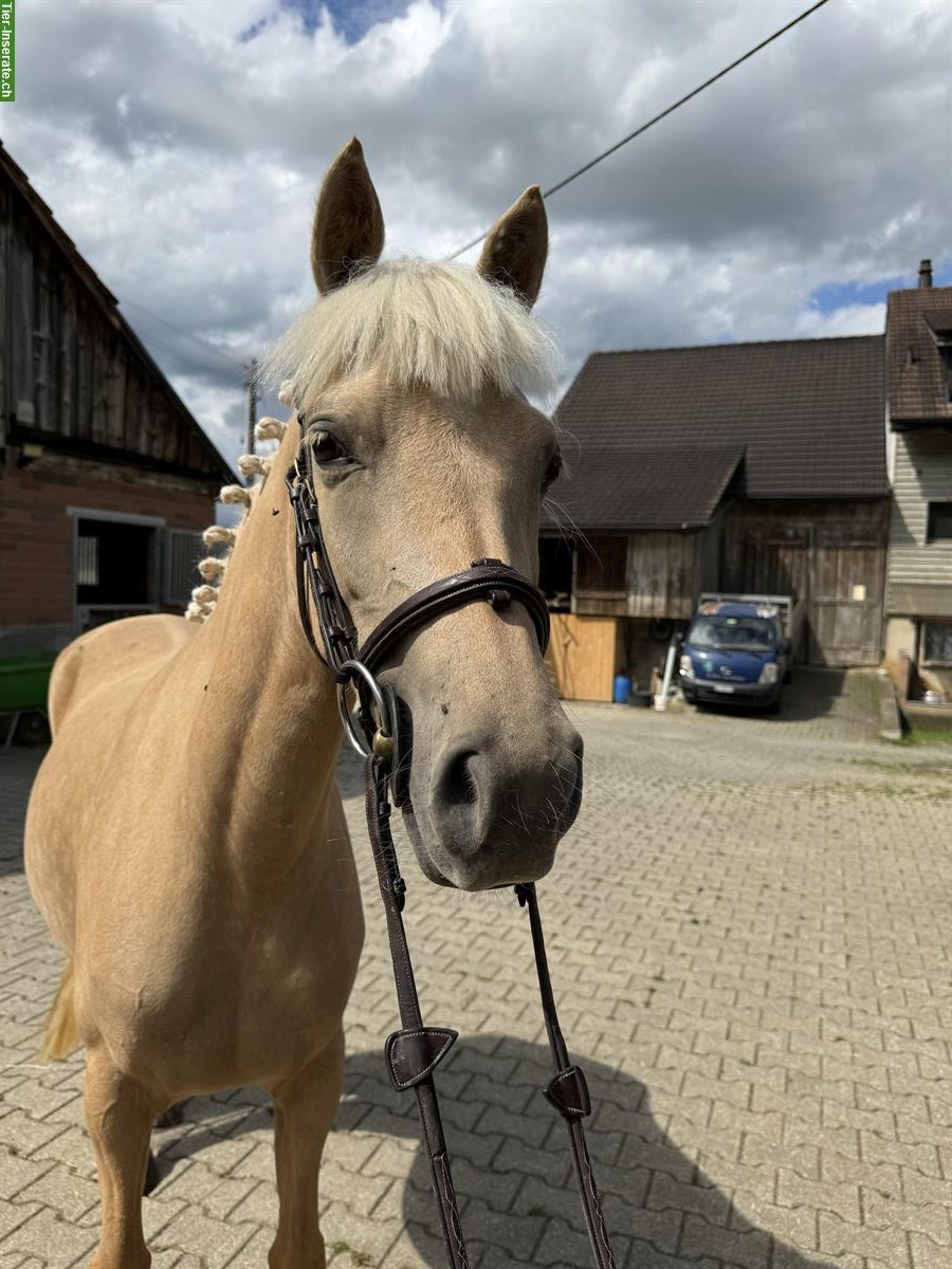 Bild 5: Hübsche liebe Deutsche Reitpony Stute