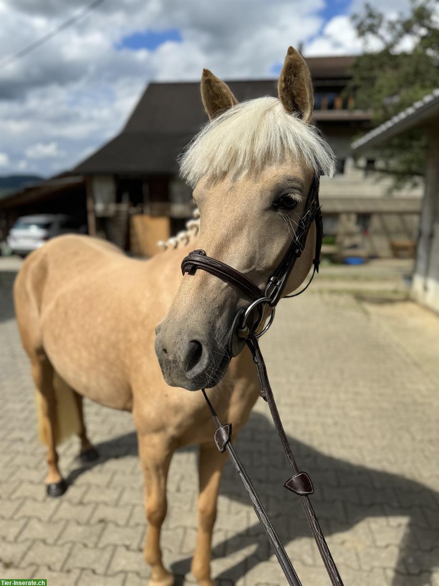 Bild 6: Hübsche liebe Deutsche Reitpony Stute