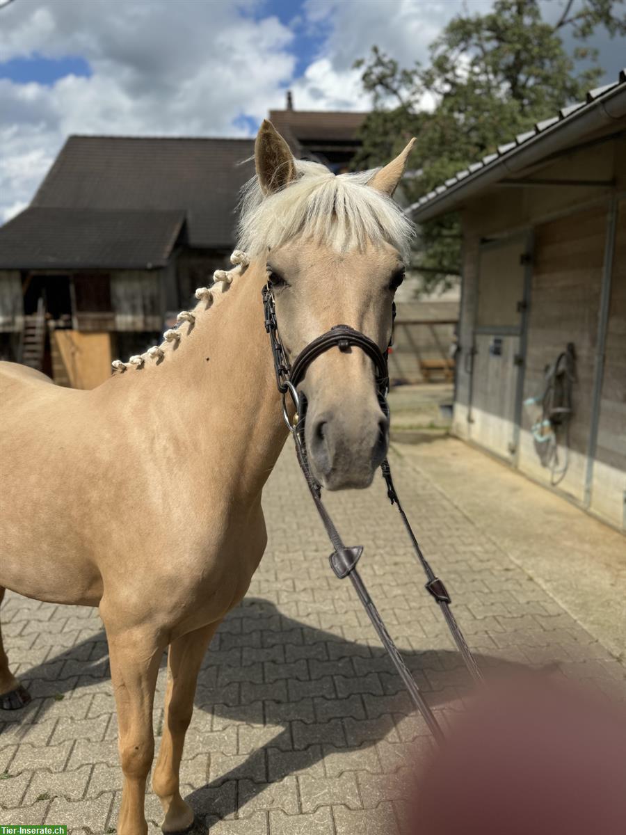 Bild 7: Hübsche liebe Deutsche Reitpony Stute