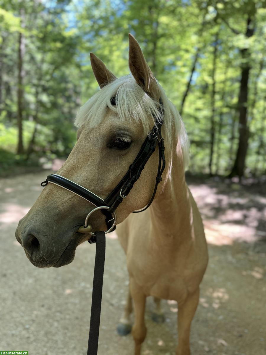 Bild 8: Hübsche liebe Deutsche Reitpony Stute