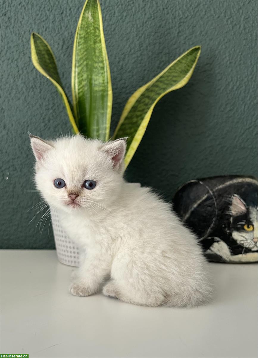 Bild 2: Britisch Kurzhaar Katzenbabys mit Stammbaum
