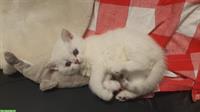 Reinrassige BKH Kitten weiss & silver tabby spottet