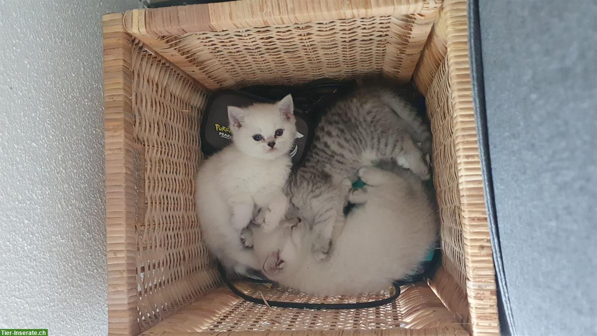 Bild 6: Reinrassige BKH Kitten weiss & silver tabby spottet