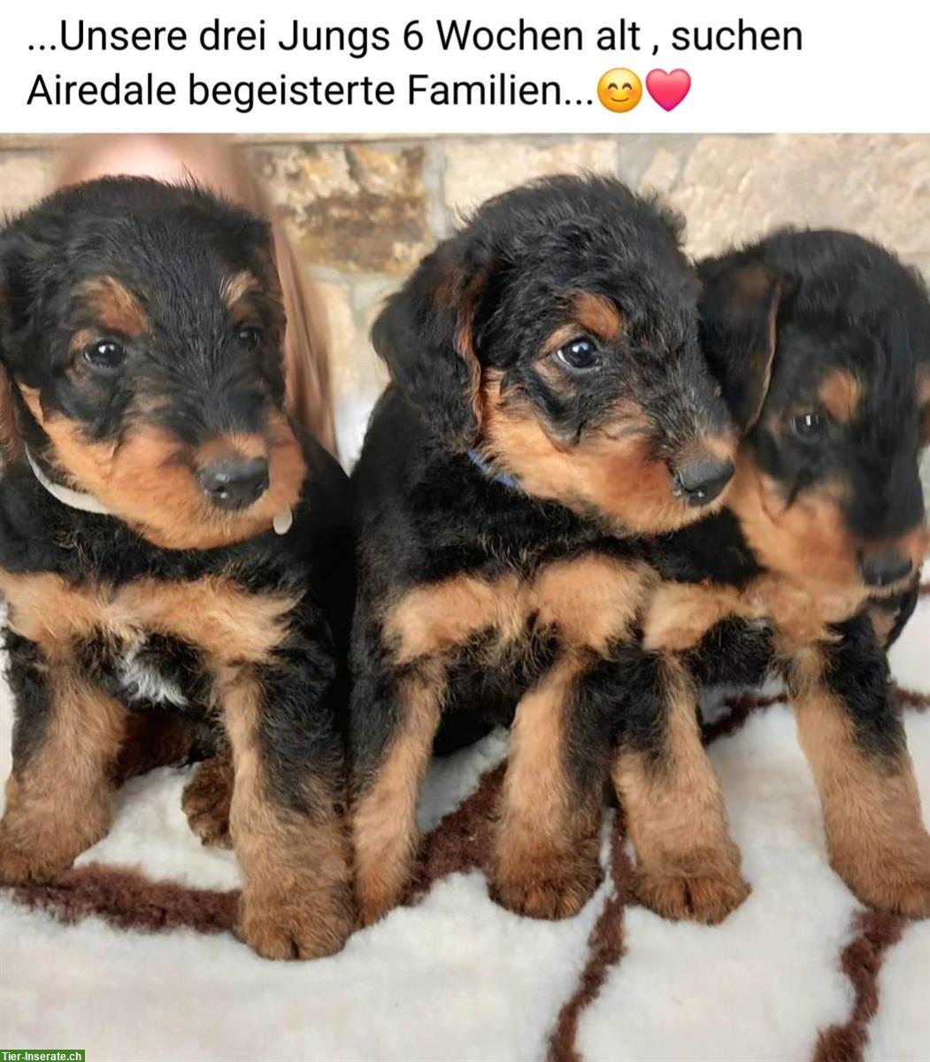 Airedale Terrier Welpen aus seriöser VDH Zucht