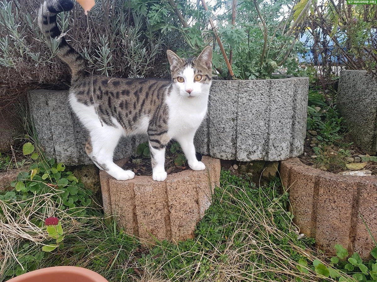 Anhänglicher, junger Kater Emil, unkastriert