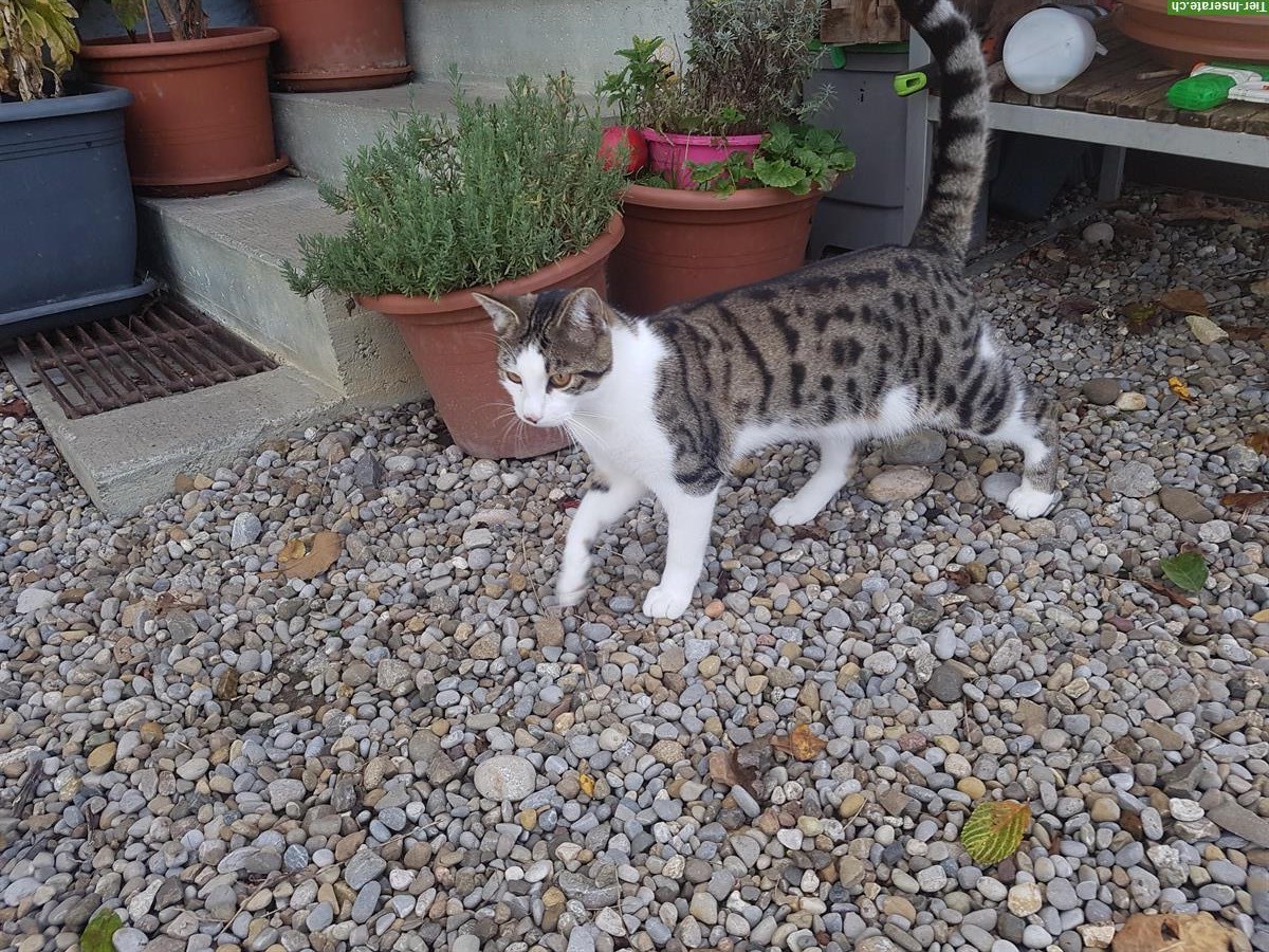 Bild 2: Anhänglicher, junger Kater Emil, unkastriert