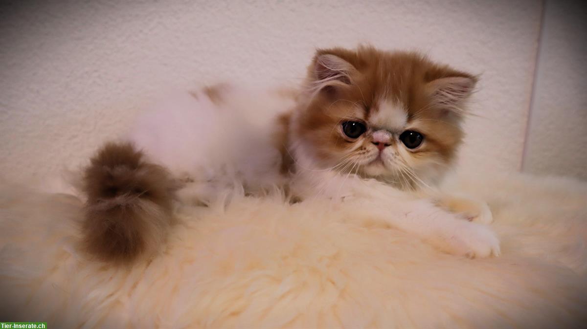 Perser und Exotic Shorthair Kätzchen