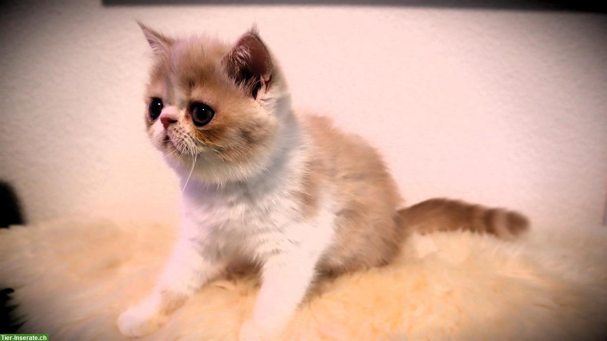 Bild 4: Perser und Exotic Shorthair Kätzchen